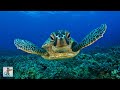 GIANT SEA TURTLES CORAL REEF FISH THE BEST RELAX MUSIC 3 HOURS