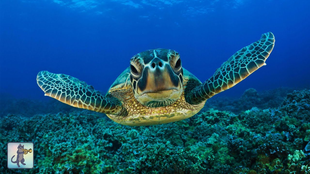 ♡ GIANT SEA TURTLES ♡ CORAL REEF FISH & THE BEST RELAX MUSIC • 3 HOURS