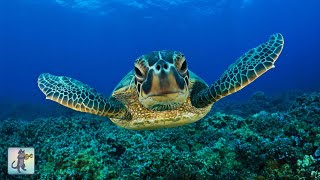 ★❤★ GIANT SEA TURTLES • CORAL REEF FISH • 3 HOURS • BEST RELAX MUSIC • 1080p HD ★❤★