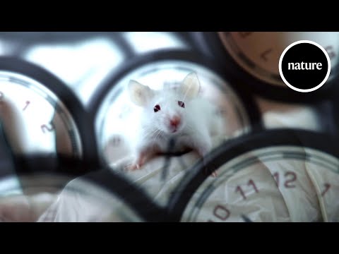 Rewinding the biological clock: How to reverse ageing