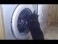 Weezer The Cat Vs Washing Machine