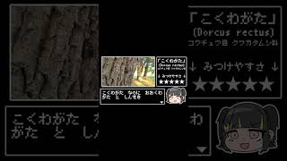 そのまんまクワガタ #昆虫 #クワガタ #雑学
