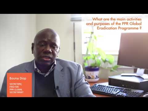 Interview with Bouna Diop on Peste des Petits Ruminants (PPR) Global Eradication Programme