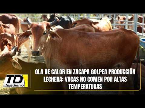 Ola de calor en Zacapa golpea producción lechera: vacas no comen por altas temperaturas