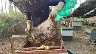 Harvested Honey comb