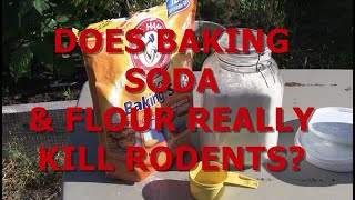 DOES BAKING SODA & FLOUR REALLY KILL RODENTS?