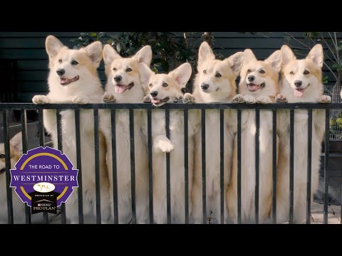 Best of Breed Minute: Pembroke Welsh Corgi