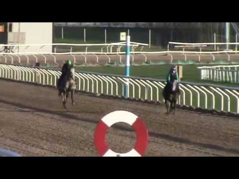 Appaloosas at the Race Track April 2015