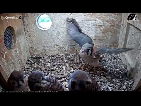 Fledge Watch! Male Kestrel Chick Gets Vocal, Flaps Wings – June 19, 2019