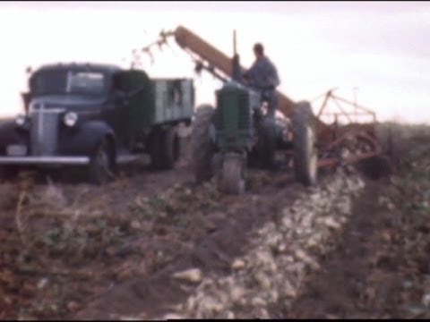 Sugar beet farming (excerpt, c.1940)