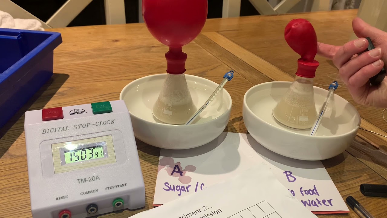 Yeast fermentation Experiment 2