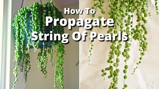 The Simple Way To Propagate A String Of Pearls Plant / Joy Us Garden