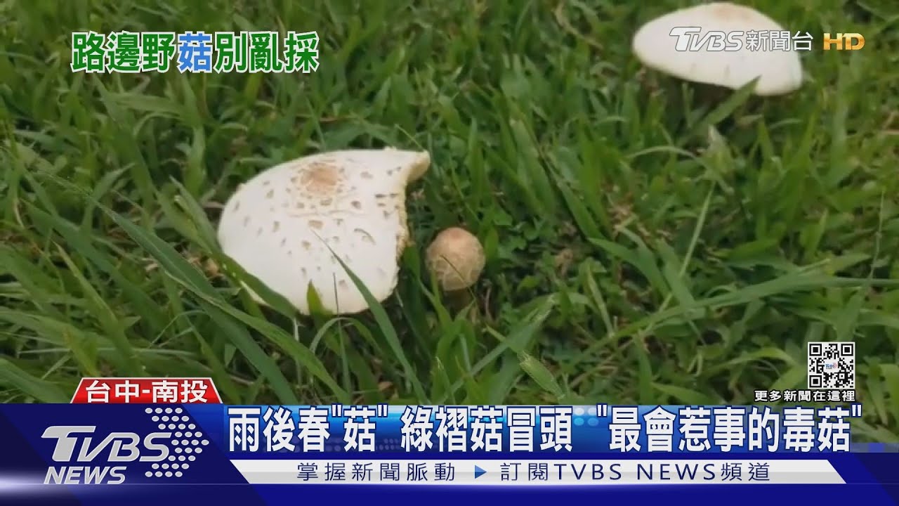 雨後春「菇」綠褶菇冒頭 「最會惹事的毒菇」
