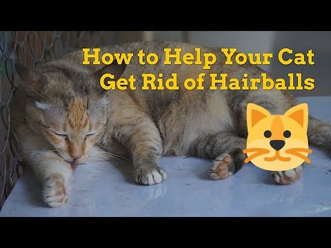 How to Help Your Cat Get Rid of Hairballs - Hairball Removal - YouTube - YouTube