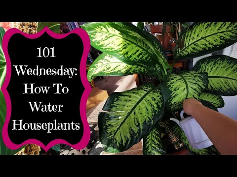 How To Water Your Houseplants - 101 Wednesday's