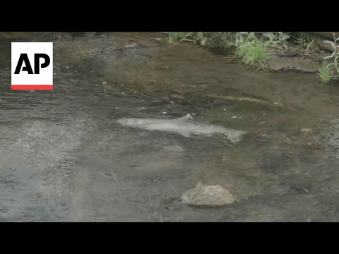 Salmon return to historic habitat after largest dam removal ...