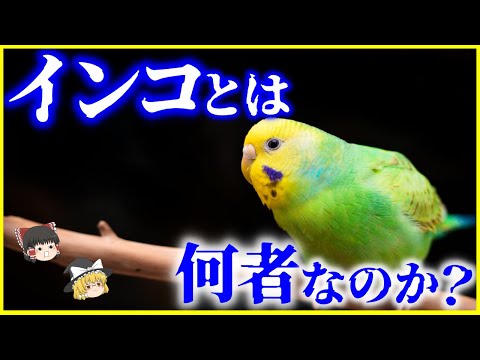 マダラシュインコについて詳しく解説