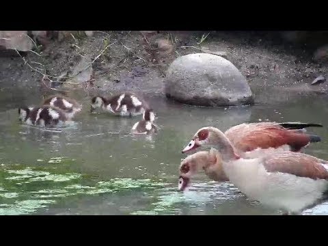 Djuma: Egyptian Goose family and Red-billed Hornbill - 06:40 - 03/18/20