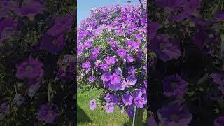Showing Off Surfinia @ Sawaya Trial Gardens