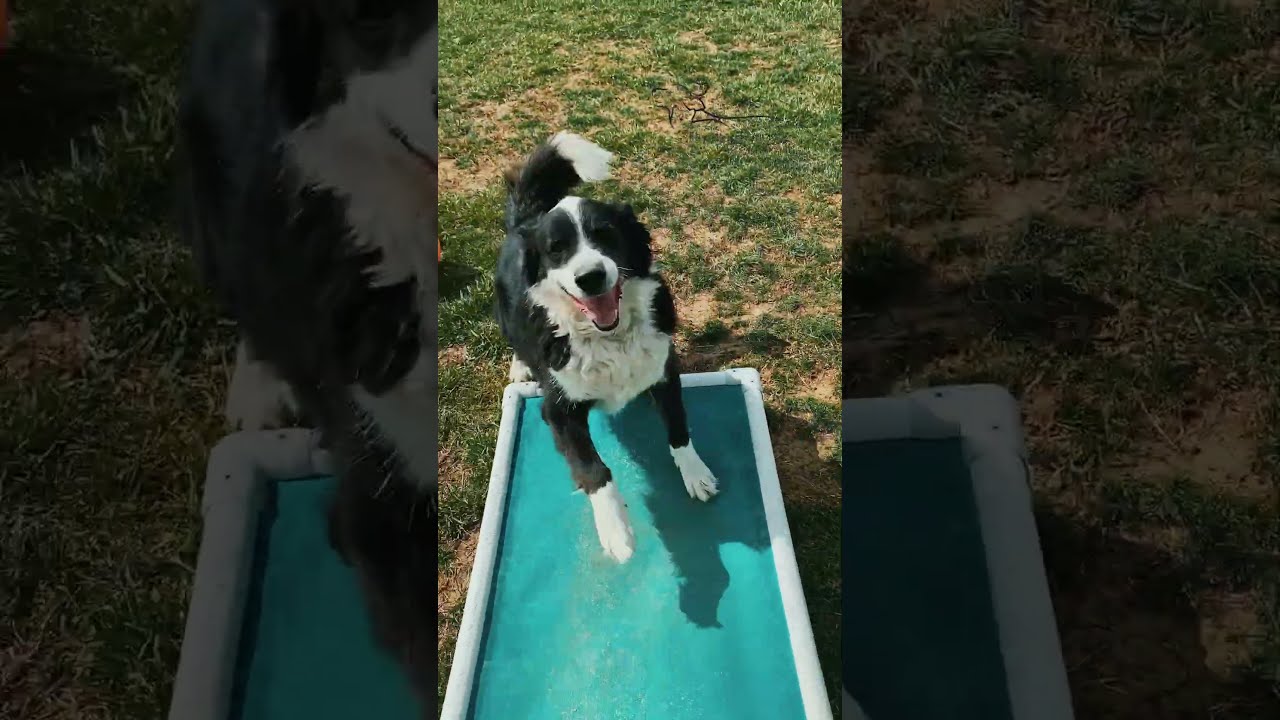 Enlarge Jethro, a Adoptable mixed breed in Uniontown, PA video 4/4