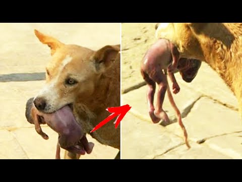 অবুঝ প্রাণীরা কিভাবে মানুষকে সাহায্য করে দেখুন | Hero Dog | funny dog | Helping dog