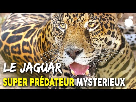 Rencontre SPECTACULAIRE avec le JAGUAR au Brésil