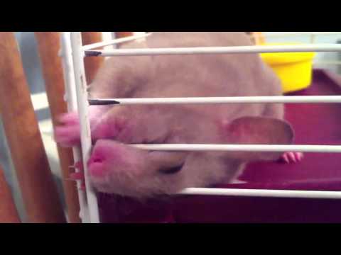 Same thing we do every night, Pinky...