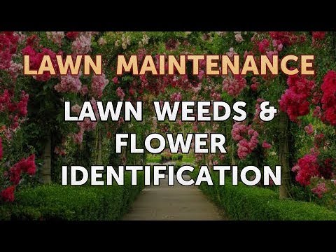 Lawn Weeds & Flower Identification
