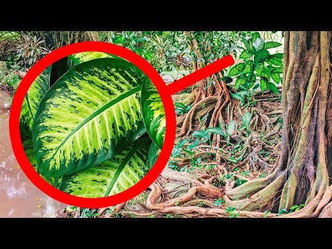 Se Vedi Una Di Queste Piante, Non Toccarla e Stalle Lontano!