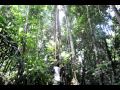 Tena Jungle Selva Fausto Guide Doing Tarzan Move