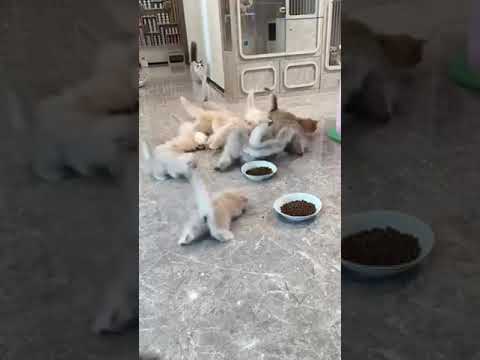 Котики на завтрак бегут😺♥️♥️😺