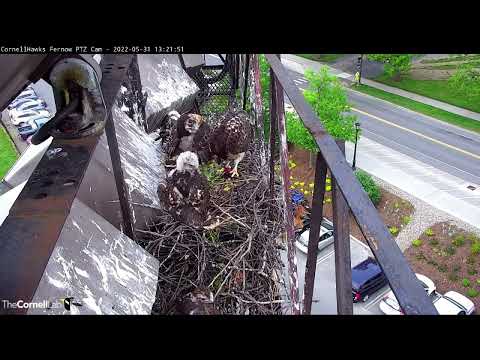 Cornell Red-tailed Hawks 31.05.2022 13:16