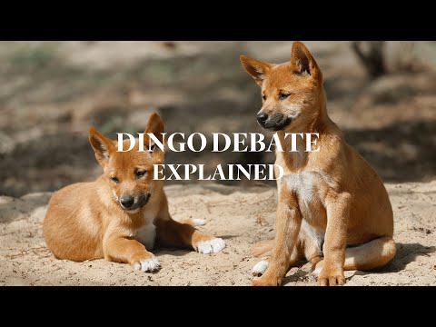 Dingo Debate: The Controversy Over Australia's Wild Animals