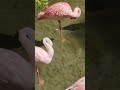 Lesser Flamingos At Disney Animal Kingdom