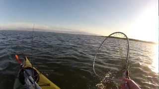 preview picture of video 'First Bluefish on Kayak in Moriches Bay'