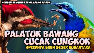 Download lagu MASTERAN PELATUK BAWANG VS CUCAK CUNGKOK || MASTERAN KOMBINASI CUCAK CUNGKOK VS PELATUK BAWANG mp3