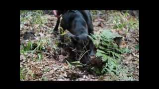 Elefant - Now That I Miss Her