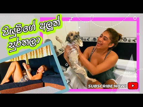 පියුමිගේ අළුත් සුරතලා කිකී | Piumi's New Puppy