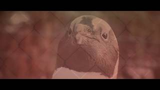 Riku Lätti, Bamboesina, en Johann Botha  - Weet Jy Pikkewyn