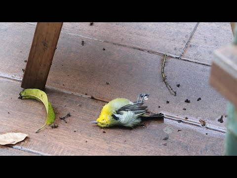 鳥死