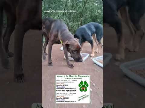 Hualqui Region del Bio Bio Chile #ayudaanimal #adoptanocompres #biobío #chile #fypシ #fun #amor #ccp