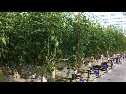 Overview of the brand-new greenhouse in Someren - HW Seeds BV