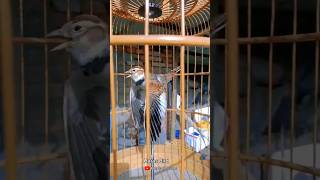 Download lagu Burung Lark Gacor #bird #shorts #lark #viral mp3 Download lagu Burung Lark Gacor #bird #shorts #lark #viral mp3