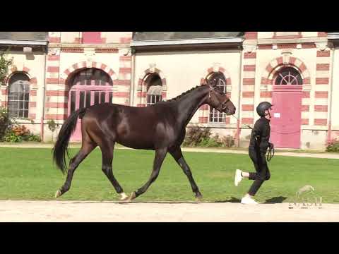 CHOCOTOFF OF PICOBELLO Z