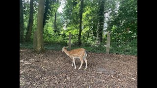 ドイツ、Tiergartenへ行ってきました２