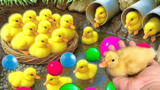 Download lagu Mencari bebek lucu, menangkap bebek angsa, Duck, bebek berenang, ikan, dan ayam warna warni. mp3