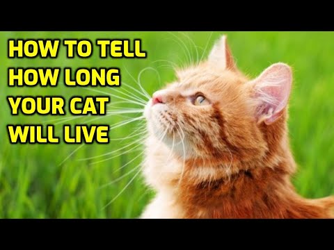 10 Signs Your Cat Will Live A Long Time