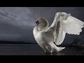 Sasha Bognibov - Wounded Swan (Eurovision 2015 ...