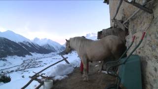 preview picture of video 'Livigno Wild Side - TeaserOne'