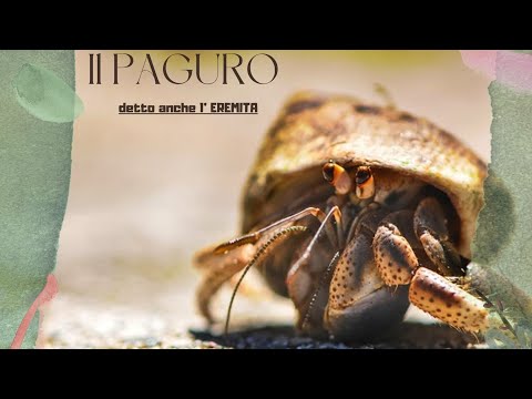 The HERMIT CRAB | the cute hermit crustacean, who often changes the house he brings with him!